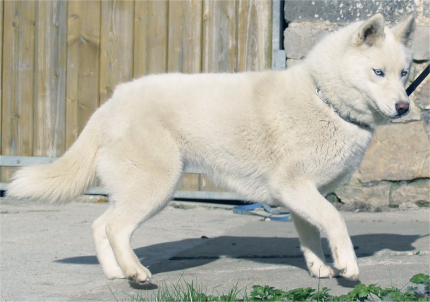 liubov's etoile de neige 1 an 2.jpg